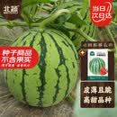 北蔬 冰糖麒麟西瓜种子种苗超甜脆四季水果种籽 冰糖麒麟瓜种子约50粒