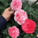 溥畔四季香妃茶花浓香型山茶花树庭院室内好养五色赤丹茶花树苗花卉植 复色茶   15年苗一颗成景