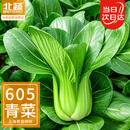北蔬 小青菜种子苗上海青梗菜油菜种籽 速生605上海青种子50g约2万粒