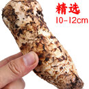 纯野生新鲜松茸菌菇云南特产 5A韩标野生未开伞10-12cm 250g