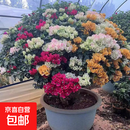 重瓣三角梅盆栽花卉阳台庭院绿植爬藤飘枝老桩盆景带花发货四季 三角梅盆景(1.2米左右高)