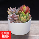 多肉植物组合盆栽新款肉肉绿植含盆土陶瓷室内花卉办公室净化空气 圆形瓷盆多肉组合【A款】 送白石子