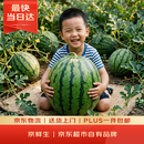 京鲜生 无籽麒麟大西瓜 1粒装 10-14斤 新鲜水果
