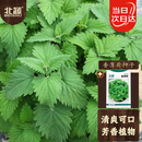 北蔬 薄荷种子可食用驱蚊四季种植阳台盆栽蔬菜籽 香薄荷种子约一千粒