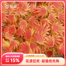 虹越（HONGYUE）进口红枫树苗大苗盆栽苗 庭院经典季节变色植物 【进口大苗】月升 C14（高接）