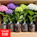 绣球花苗无尽夏常年开花绣球花盆栽庭院好养的花卉植物室内花 款-混色绣球花苗10棵 不含盆