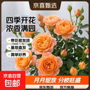 果汁阳台月季花苗四季开花卉盆栽绿植物室内花易活玫瑰带花苞庭院 果汁阳台【大花浓香，月月开分枝多】 【带花苞】【盆口径15cm】原盆冠25高35