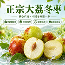 京觅陕西大荔冬枣 净重3斤 单果12g+ 现摘现发 生鲜水果 源头直发
