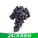 【24小时鲜】地标好物天津茶淀玫瑰香葡萄450g