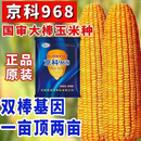 旺园兴双棒玉米种子高产矮杆抗倒大棒抗旱涝南北方国审农科院苞米籽 国审新种子【提升版】6袋六亩地京科968原厂包装