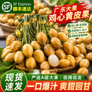 甜盟 广东鸡心黄皮果【JD顺丰冷链-多地次日达】当季特产现摘新鲜水果 3斤实惠装【超值推荐-80%选择*】净2斤