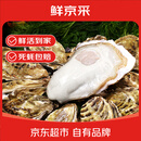 鲜京采  鲜活生蚝5XL 净重5斤 9-12只 鲜活到家 海鲜 源头直发