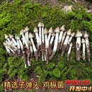 【新鲜空运】正宗增城荔枝菌新鲜现挖现发野生鸡枞菌五月菇极美味 子弹头(皇帝吃了都流泪） 1斤（500g）