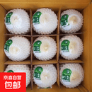【水果码头】泰国进口香水椰天然椰子椰青大果年货送礼 单果900g+ 泰国进口椰青9粒装送开椰器吸管