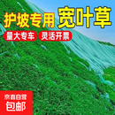 百喜草种子宽叶草宽叶雀稗草籽耐热耐旱护坡固土边坡绿化工程种籽 【宽叶草/宽叶雀稗】净籽50斤装 护坡固土
