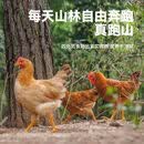 鲁爷爷的农场清真三黄鸡农家散养正宗土鸡走地鸡童子鸡月子鸡新鲜现杀冷链保鲜 现杀现发2只 净重2.1斤左右/只*2