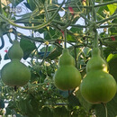 葫芦苗 营养杯小苗 20cm