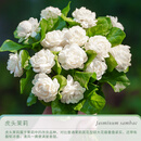 天狼虎头茉莉花室内四季常青浓香净化空气观赏性植物花卉盆栽苗客厅 虎头茉莉1.2升盆
