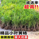 疏影暗香小叶黄杨苗瓜子黄杨球苗庭院绿篱树苗独杆黄杨树苗大叶黄杨冬青苗 20-30高黄杨苗1000棵