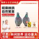 杨博士皖南鸽子肉2只装 单只净重300g及以上 林鸽土鸽生鲜源头直发