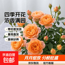 果汁阳台月季花苗四季开花卉盆栽绿植物室内花易活玫瑰带花苞庭院 果汁阳台【大花浓香，月月开分枝多】 【带花苞】【盆口径15cm】原盆冠25高35