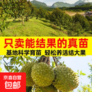 广西直发金枕黑刺榴莲猫山王带原土带叶发货盆栽地栽 猫山王榴莲 5年榴莲树苗（粗度1-2公分,高度50-70cm)