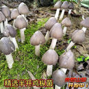 【新鲜空运】正宗增城荔枝菌新鲜现挖现发野生鸡枞菌五月菇极美味 半开伞（皇帝都爱吃） 1斤（500g）