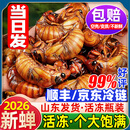 辽梦知了猴新鲜山东活体大号金蝉知了爬叉猴速冻知了龟预制菜肉禽菜肴 甄选丨金蝉知了候【100只】（千人购买）净320g