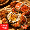 【精选】鲜活苏州六月黄大闸蟹全公全母大螃蟹满膏满黄礼盒 全母3-3.3两10只装
