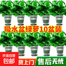 绿萝盆栽室内植物花卉绿植水培长藤垂吊大叶绿箩新房家用净化空气 120#绿加仑自吸水10盆 +肥 带盆栽好
