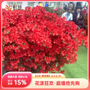虹越（HONGYUE）安酷杜鹃花大苗多季开花 庭院造景花园多年生易养护常绿花卉植物 【超大规格苗】红皇冠 20加仑
