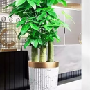 鲜光发财树大棵盆栽室内绿植办公室开业送礼树大型盆景