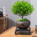 小叶赤楠盆景老桩盆栽植物办公室室内花卉桌面四季常青好养绿植 小叶赤楠+舍得盆+苔藓+底座