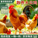 鲁爷爷的农场 清真散养大公鸡农家走地鸡土鸡生鲜整只新鲜鸡肉全程溯源 足龄公鸡带溯源 净重1.8kg左右/只 料包