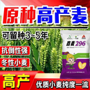 一斗田国审高产小麦种子鑫麦296原种级抗旱抗寒抗冻麦原装正品厂家直发 国审抗冻雨前麦【冬小麦 返青快21斤】*10袋
