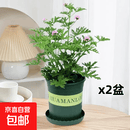 驱蚊草盆栽植物 室内庭院绿植花卉香叶天竺葵 二盆 驱蚊草 含加仑盆