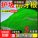 狗牙根护坡固土草籽耐热耐旱四季常青草坪草籽免修剪耐践踏绿化种 狗牙根包衣/50斤