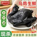 鲁爷爷的农场 清真乌鸡生鲜现杀整只新鲜 农家散养乌骨鸡生鲜现杀冷链发货 2只现杀乌鸡 单只1400g-1600g