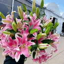 【带芽种球】 香水百合四季赏花重瓣大花朵阳台庭院春夏秋冬种植 【10颗】香水百合【种球】 【花期巨长】培养1个月静待花开