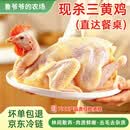 鲁爷爷的农场 清真三黄鸡新鲜现杀农家散养走地鸡童子鸡整只冷链锁鲜 【现杀3只】三黄鸡1000g/只