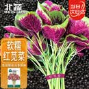 北蔬 红苋菜种子种苗圆叶汉菜种子四季蔬菜种籽 北蔬红苋菜种子4000粒