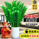 叹为观止大型植物发财树各种大颗盆栽开业乔迁客厅办公室内好养大型花卉 金钱树【80厘米-1米】 含盆