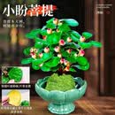 【小盼菩提带盆】莲花小盆栽美观禅意带果茶桌面办公室内好养绿植 菩提(智慧之树) 小盼菩提青玉莲花盆