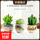 多肉小盆栽仙人球绿植带盆办公室桌面室内植物名贵仙人掌幼儿园礼 [主图款]吸财树D129+莎莎女王D114+万重山