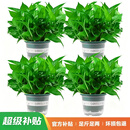 京东绿植绿萝盆栽除甲醛花卉绿植办公室新房净化空气180加仑4盆装源头直发