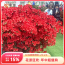 虹越（HONGYUE）安酷杜鹃花大苗多季开花 庭院造景花园多年生易养护常绿花卉植物 【超大规格苗】红皇冠 20加仑