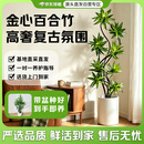 京东绿植【带盆种好】金心百合竹客厅大型绿植盆栽高级感室内好养源头直发