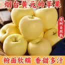 京愿黄元帅粉面苹果山东烟台苹果软糯沙甜黄香蕉当季新鲜水果生鲜 5斤【果园现摘】净重4.5斤
