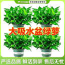 京东绿植绿萝盆栽除甲醛花卉绿植办公室新房净化空气180加仑4盆装源头直发