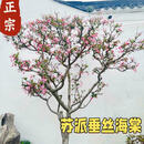 哲絮苏派垂丝海棠树苗庭院地栽真高杆西府垂丝海棠花卉植物室外耐寒 垂丝海棠9公分
